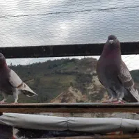 کبوتر پرشی|پرنده|رستمکلا, |دیوار