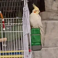 عروس هلندی نر لوتینو