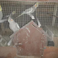 فروش عروس هلندی