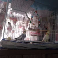 یک جفت عروس هلندی خونگی دستی