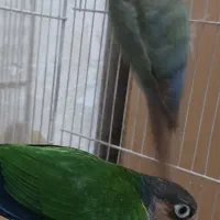 گرنچیک فروش و معاوضه|پرنده|خاش, |دیوار