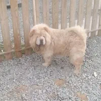 سگ چاوچاو نر سوپر فلت و دو تا ماده پرتقالی