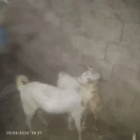 8عدد‌بز‌‌چاق‌ابستن‌