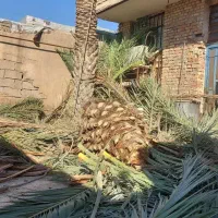 باغبانی وبریدن درحت وحمل نقل