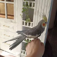 عروس هلندی دستی