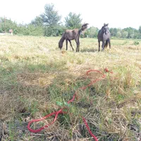 مادیان وکره