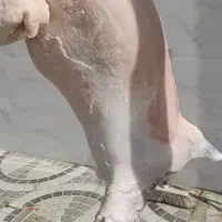 گوشت بره شیری وبزغاله