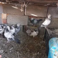 کفتر و مرغ کهنوج|پرنده|کهنوج, |دیوار