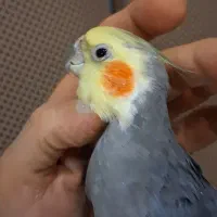 عروس هلندی طوسی نر