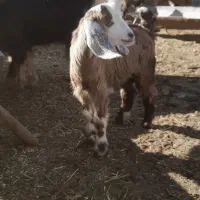 حیون|حیوانات مزرعه|دهدشت, |دیوار