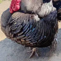 بوقلمون نر محلی