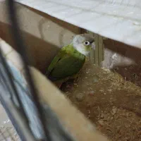 ۱جفت گرینچیگ|پرنده|قرچک, پویینک|دیوار