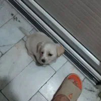 واگذاری سگ آشپیتز نر|سگ|ری, اقدسیه|دیوار