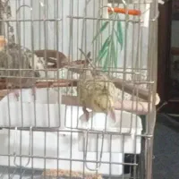 پرنده گم شده