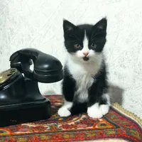 بچه گربه پرشین تاکسیدو