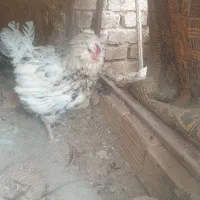 مرغ کرچ نگاه کن