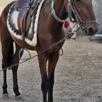 کره اسب کهر یورغه