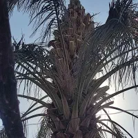 قطع نخل در باغ برای پیل