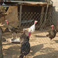 بوقلمون نر و ماده پارساله و امساله|حیوانات مزرعه|رودسر, |دیوار