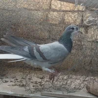 دمگیر|حیوانات|برخوار, |دیوار