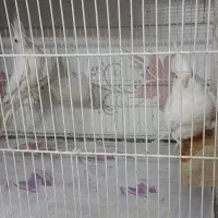 عروس هلندی آلبینو