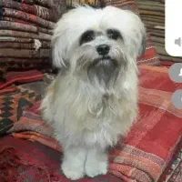 سگ شیتزو مهربون وتربیت شده 2ساله توافقی|سگ|کرج, مهرویلا شمالی|دیوار