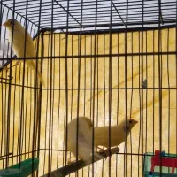 قناری درجه یک و خانگی بی نظیر و سالم و سرحال|پرنده|بروجرد, |دیوار