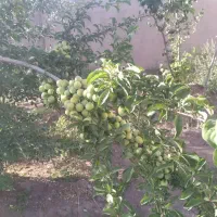 باغ ویلا|فروش خانه و ویلا|بردسیر, |دیوار