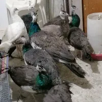 طاووس نر وماده 8ماهه