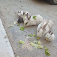 خرگوش همه باهم فقط450
