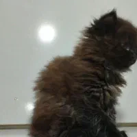 دو عدد گربه لانگ هیر|گربه|مشهد, شهید قربانی|دیوار