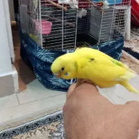 مرغ عشق آماده دستی|پرنده|رودهن, |دیوار