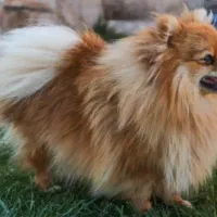 سگ نژاد پامرانین