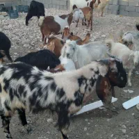 تعدادی بز و کهر هم داشتی و هم برا کشتار