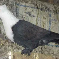 معاوضه با کبوتر