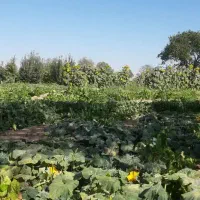 باغ8-320متری-سند-تکبرگ-باسهمیه-آب-چاه-عمیق-تاکستان