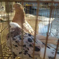 کبوتر پرشی آمپر 100تا|پرنده|تاتار علیا, |دیوار