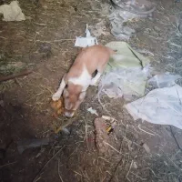 واگذاری پاکوتا معاوضه باکبوتر