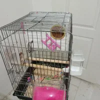 طوطی رنگ خاص|پرنده|پرند, فاز ۵|دیوار