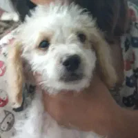 فروش سگ خانگی تریر۴ماهه