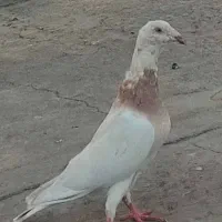 کبوترکاریر