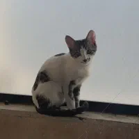 واگذاری گربه