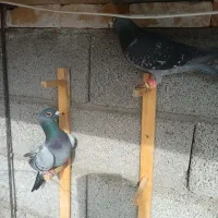 کبوتر صید کاشمر