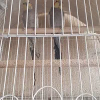 عروس هلندی|پرنده|مشکیندشت, |دیوار