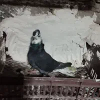 کبوتر رنگی تهرانی|پرنده|قیدار, |دیوار