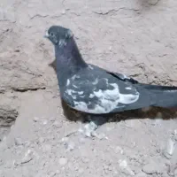 کبوتر|پرنده|زیرکوه, |دیوار