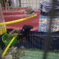 فنج جفت|پرنده|سردرود, |دیوار