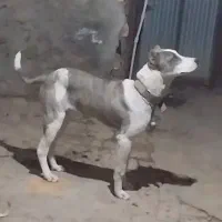 سگ ماده پیتبول