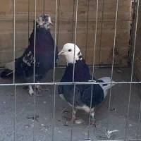 کبوتر پرشی|پرنده|پیر بکران, |دیوار