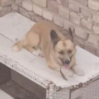 دو عدد سگ ماده فروشی